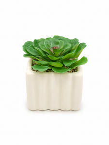 SUCULENTA ARTIFICIAL