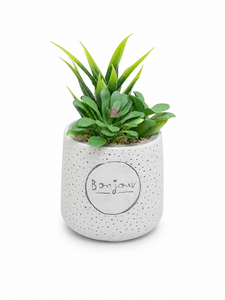 SUCULENTA ARTIFICIAL