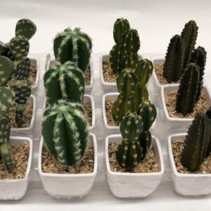 CACTUS C/MACETA SURTIDO
